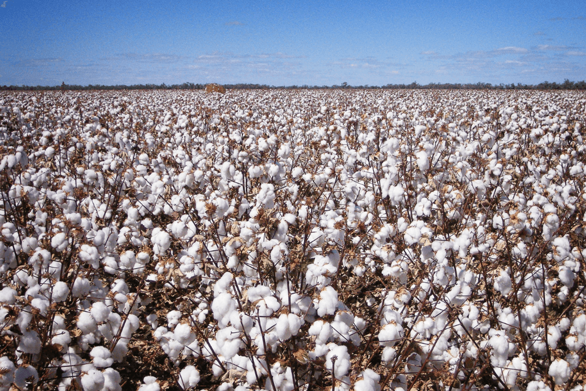 Cotton shortfall costs Pakistan up to $3 billion a year
