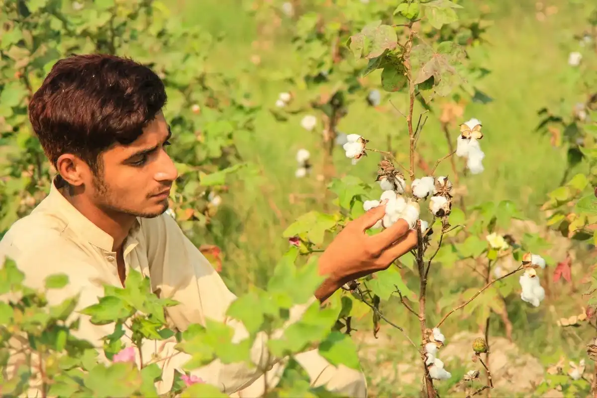 Cotton prices hit PKR 19,300 as supply disruptions tighten Pakistan market