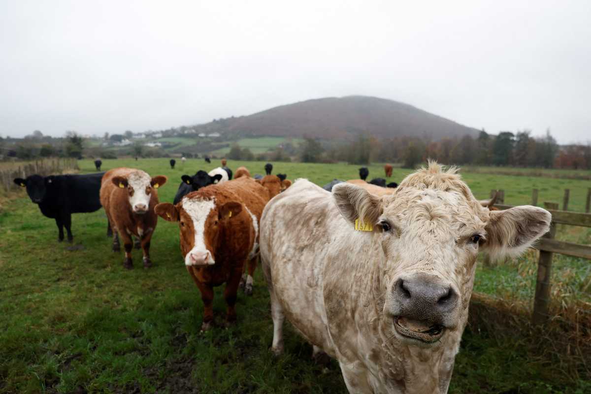 Scientists seek miracle pill to stop methane cow burps