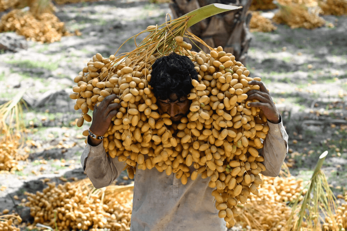 Pakistan's date workers toil through rising heat