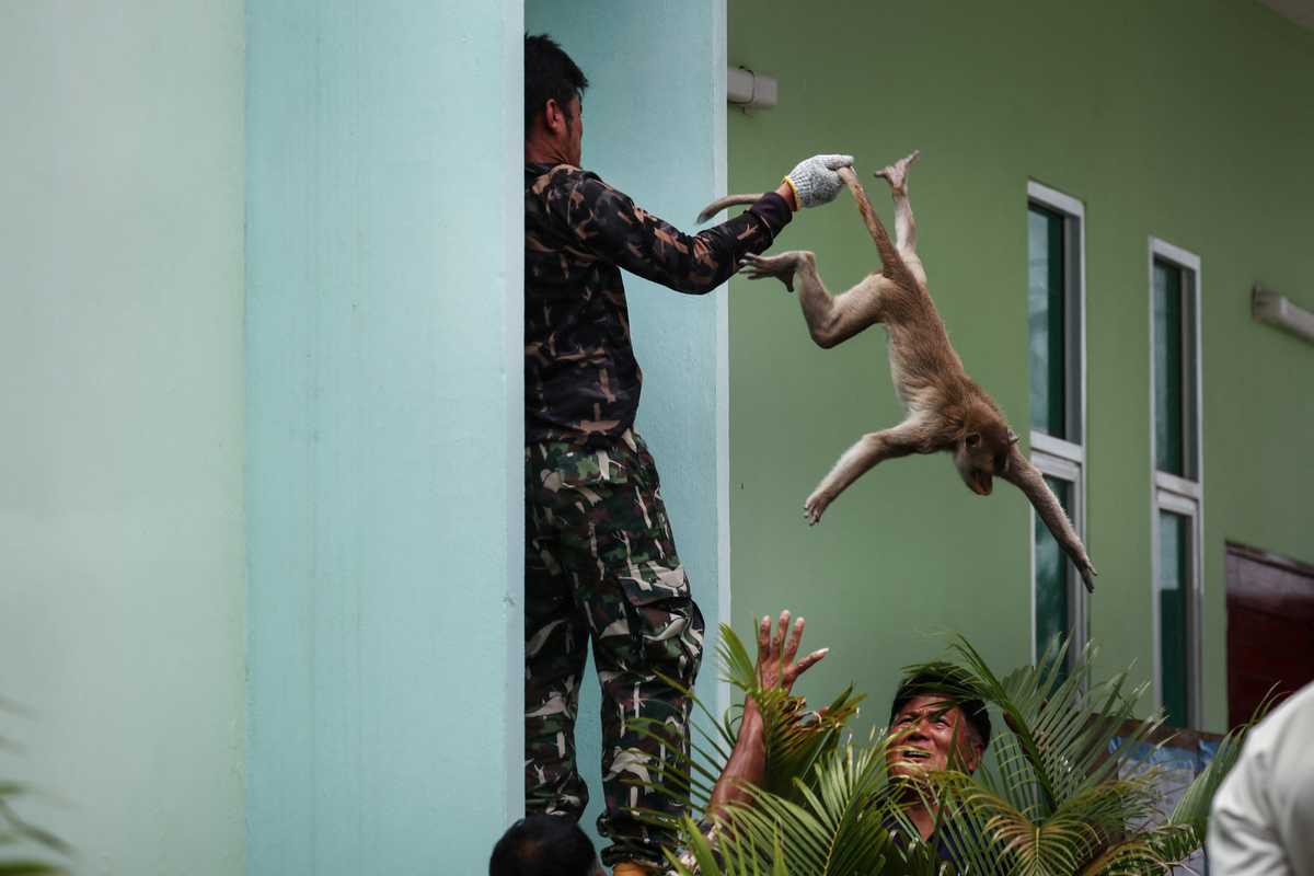 Law and disorder as Thai police station comes under monkey attack
