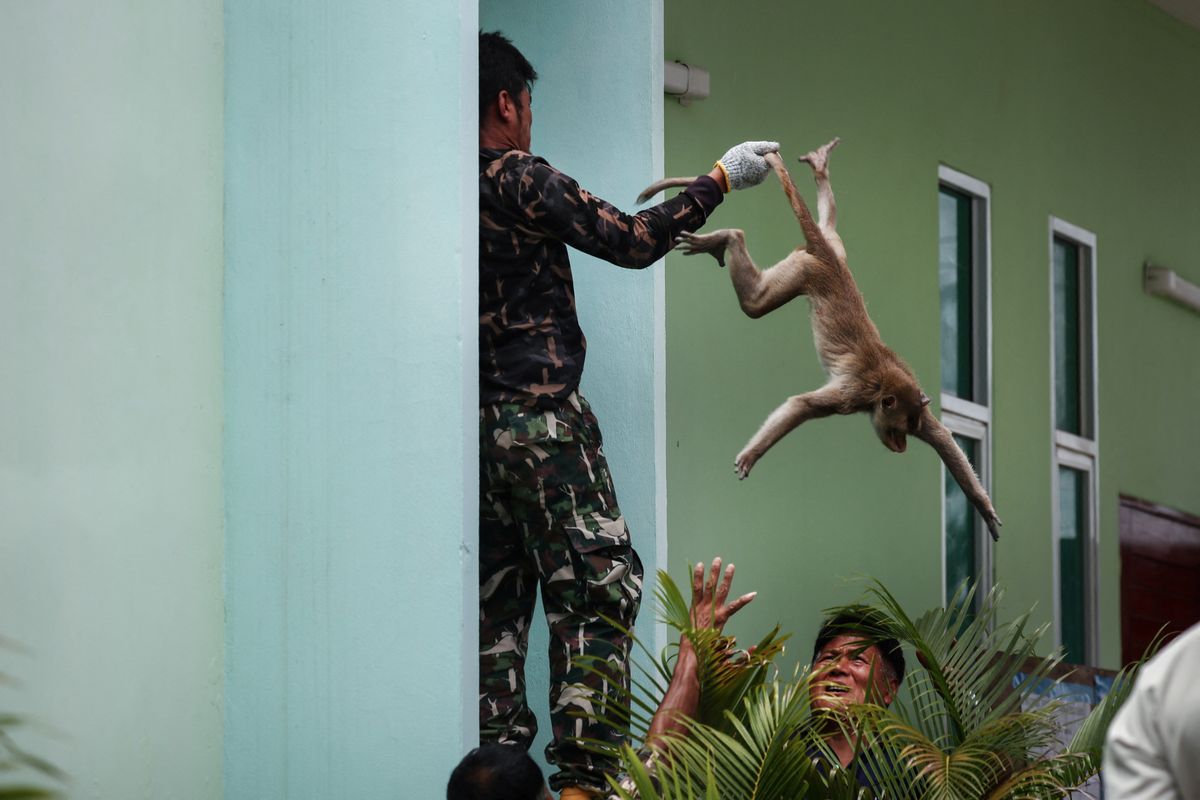 Law and disorder as Thai police station comes under monkey attack