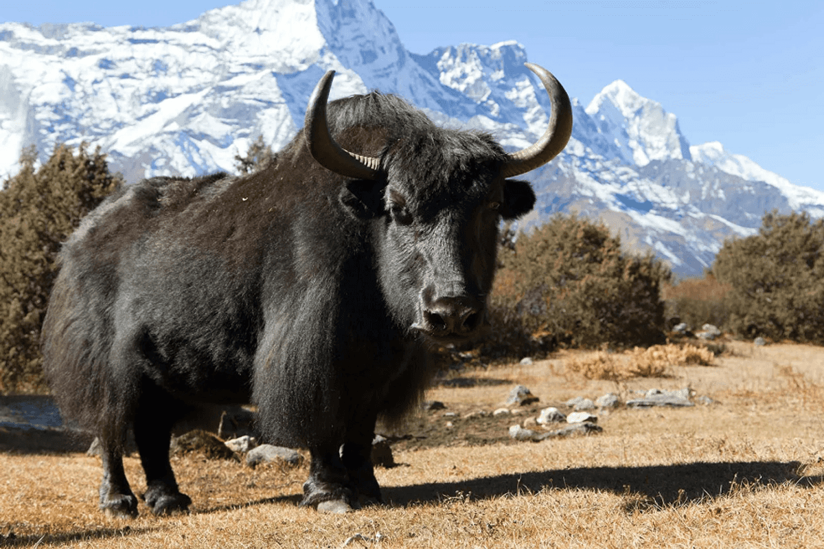 In northern Pakistan, a new breeding center aims to rescue the Yak