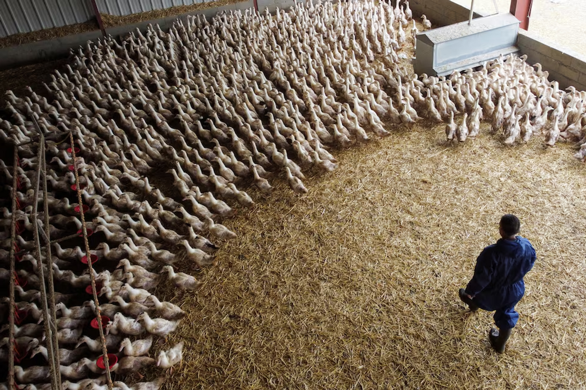 France says bird flu-free after month without outbreaks