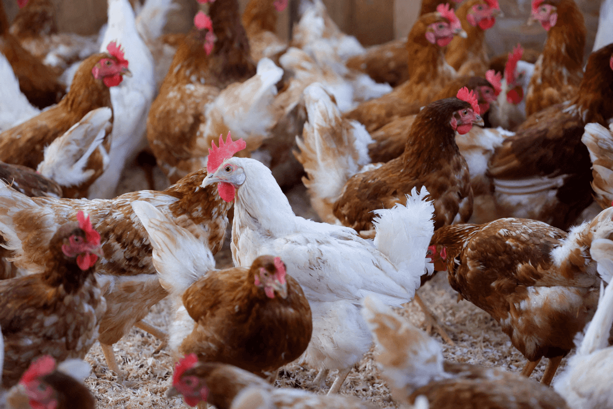 Pakistan tribunal upholds poultry cartel ruling, halves fine on industry group