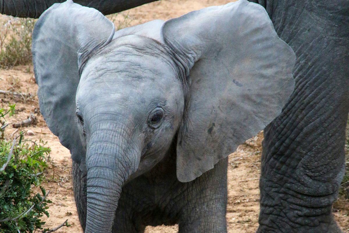 Sri Lanka arrests three men for burning elephant alive