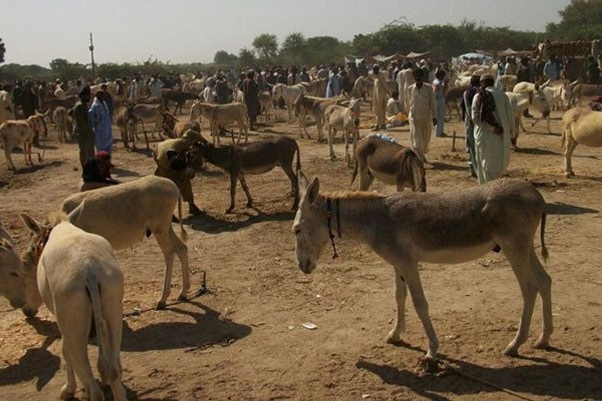 Pakistan, China expand cooperation in donkey trade to boost exports