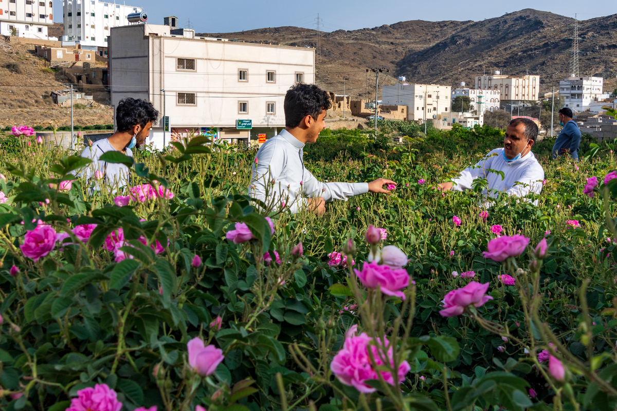 UNESCO adds six Arab practices to intangible cultural heritage list