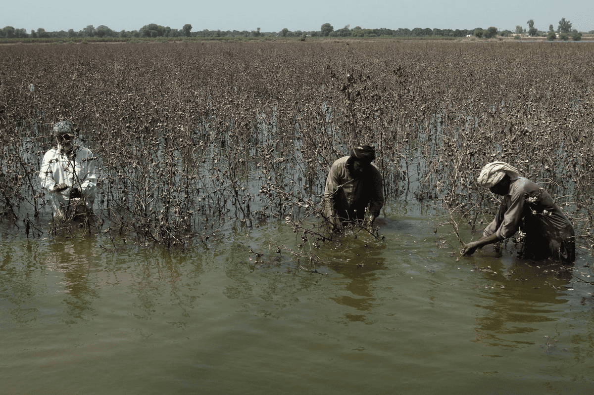Monsoon floods devastate Pakistan’s farmlands, threatening food security and economy