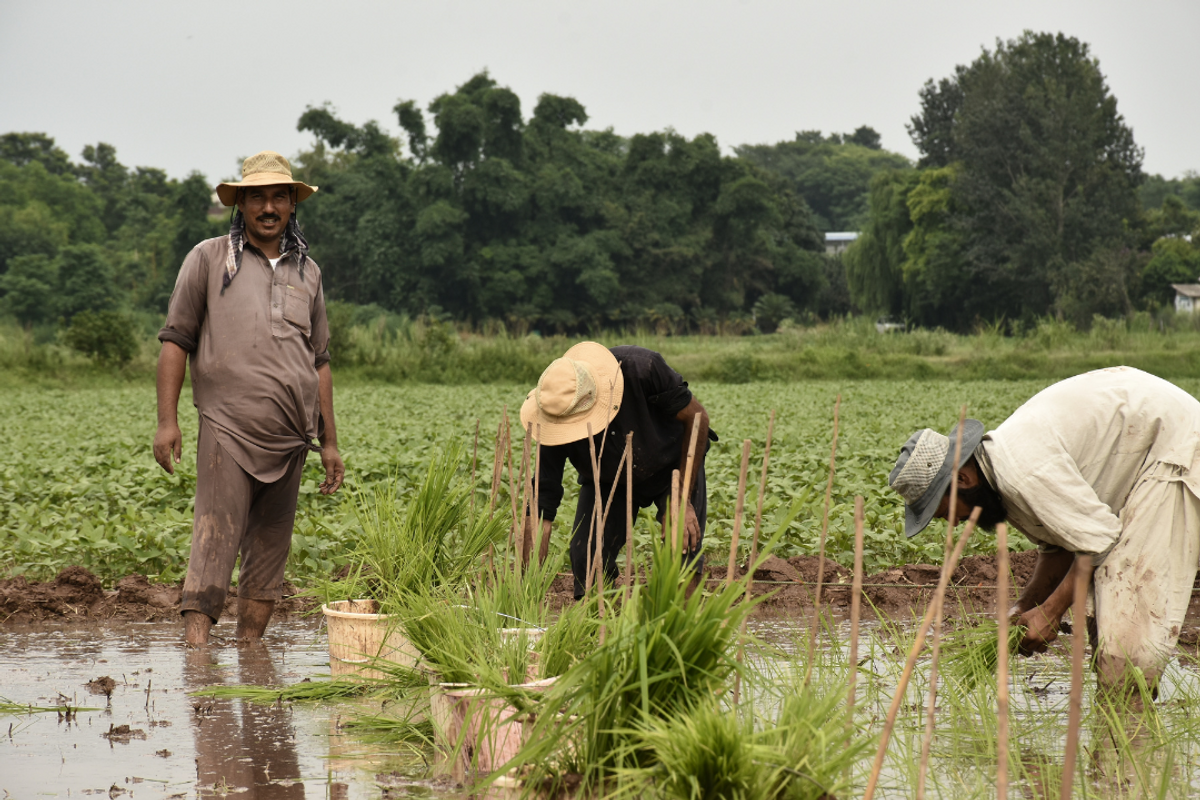 Pakistan’s rice exports double in August on higher Far Eastern demand