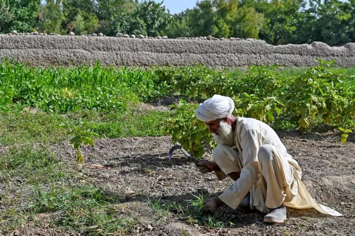Withdrawal symptoms: Afghan farmers struggle after poppy ban
