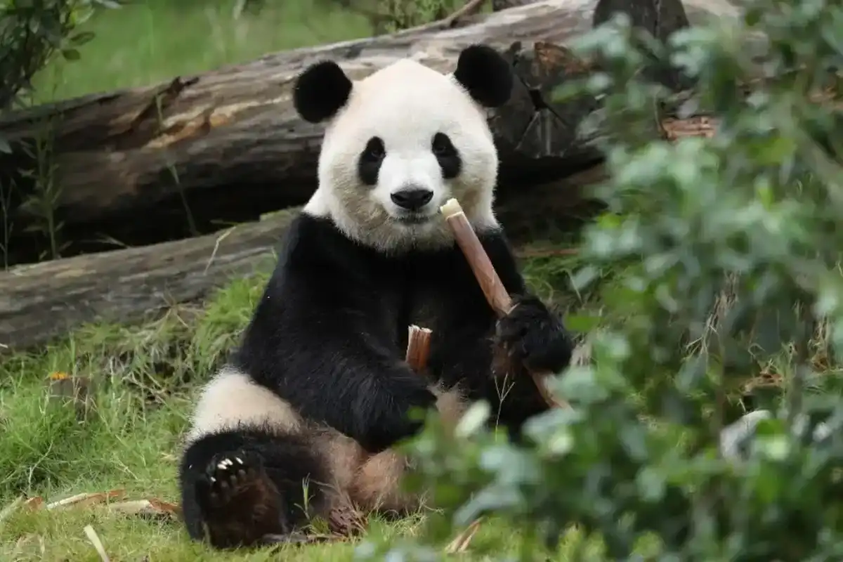 Two giant pandas arrive in US as symbols of refreshed China-US 'panda diplomacy'