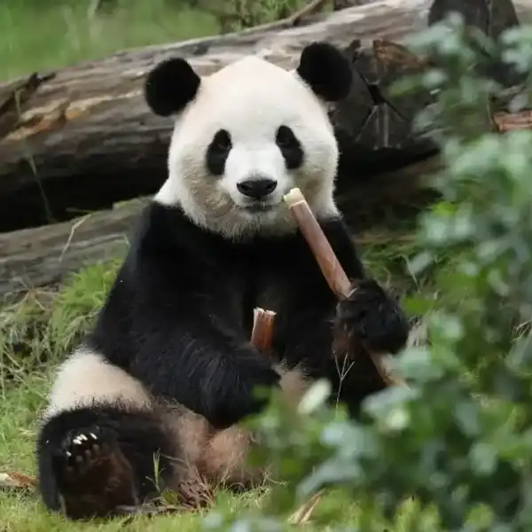 Two giant pandas arrive in US as symbols of refreshed China-US 'panda diplomacy'