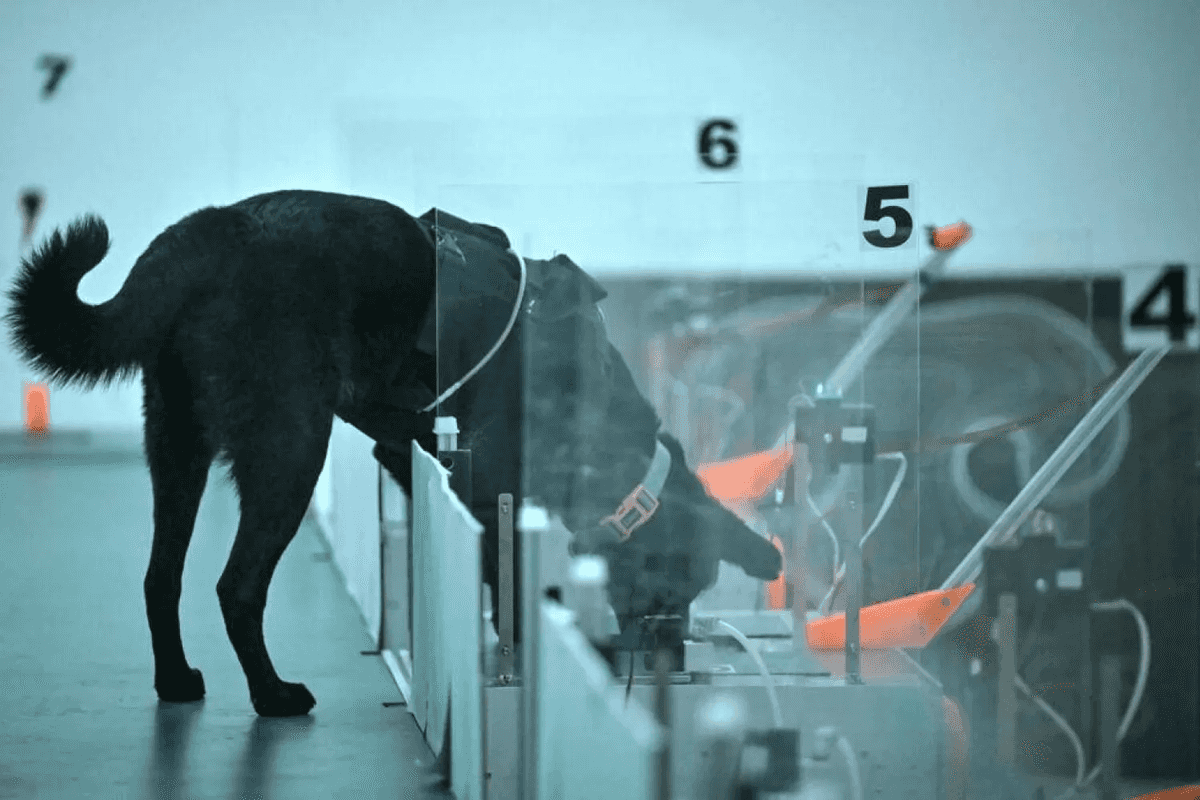 Can dogs sniff cancer? AI joins the hunt in India