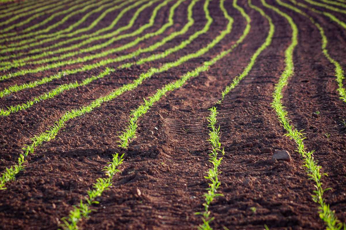Pakistan eyes billion-dollar milestone in maize exports
