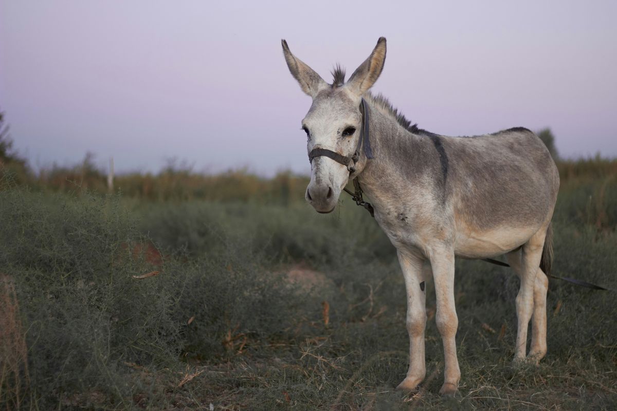China warns of investment fallout after Pakistan revokes donkey farm licenses