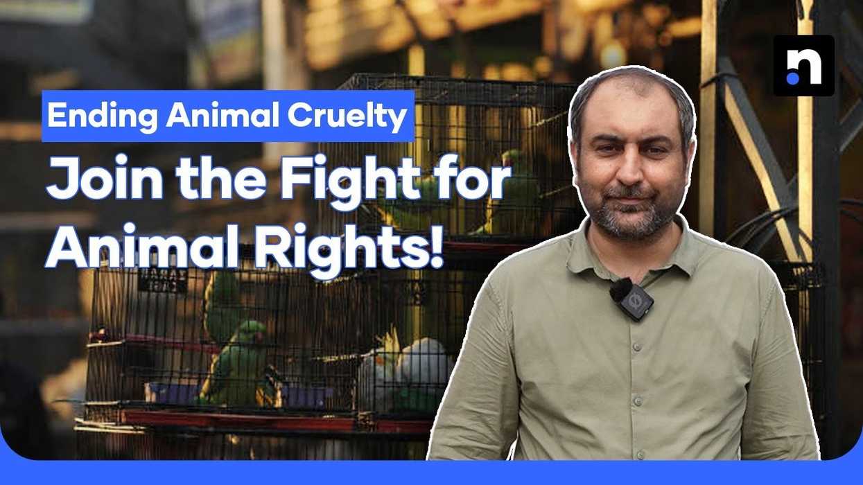 Animal cruelty in Pakistan: Join the fight for animal rights!