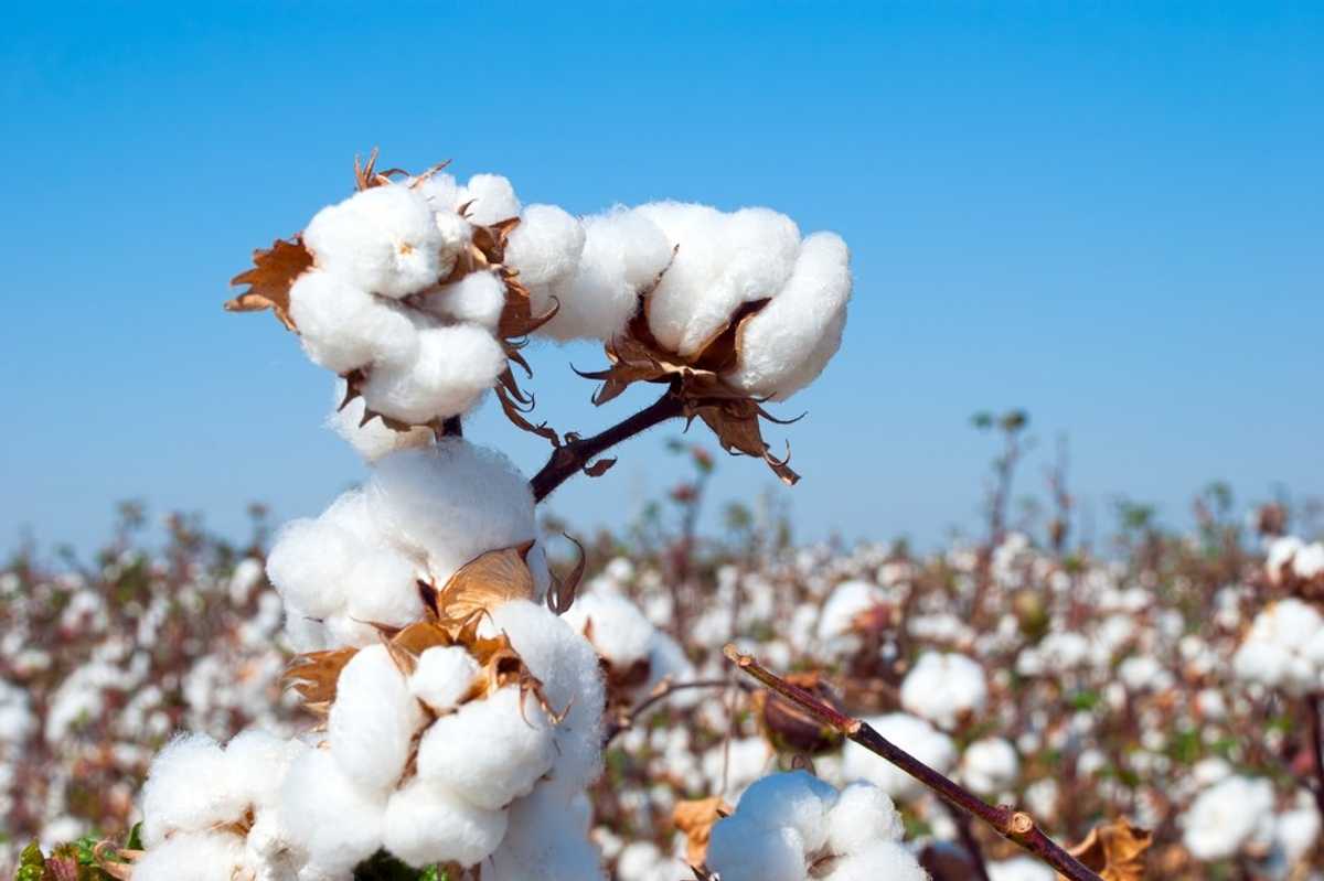 Global brands accused of using cotton grown by child labor in India