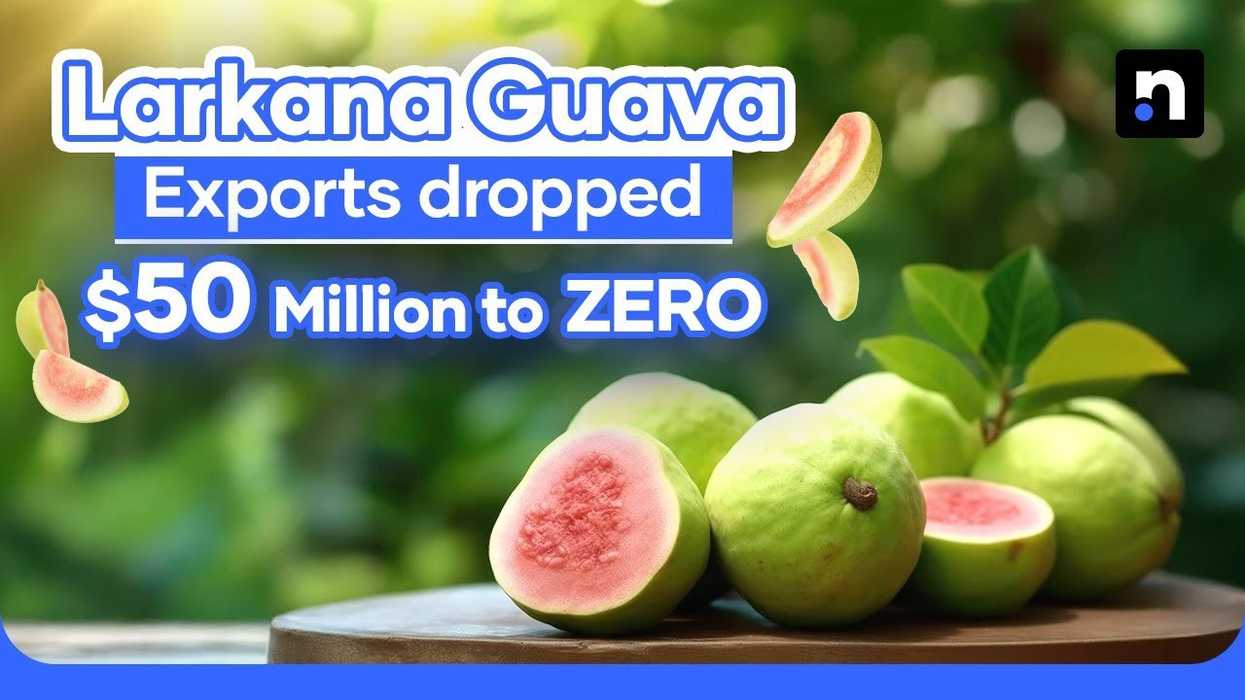 Larkana's guava crisis: 75% decline threatens farms