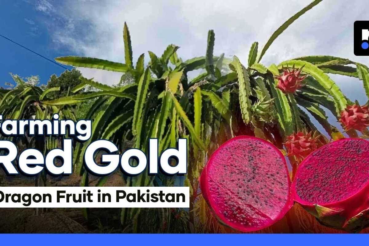 Is dragon fruit farming successful in Pakistan?
