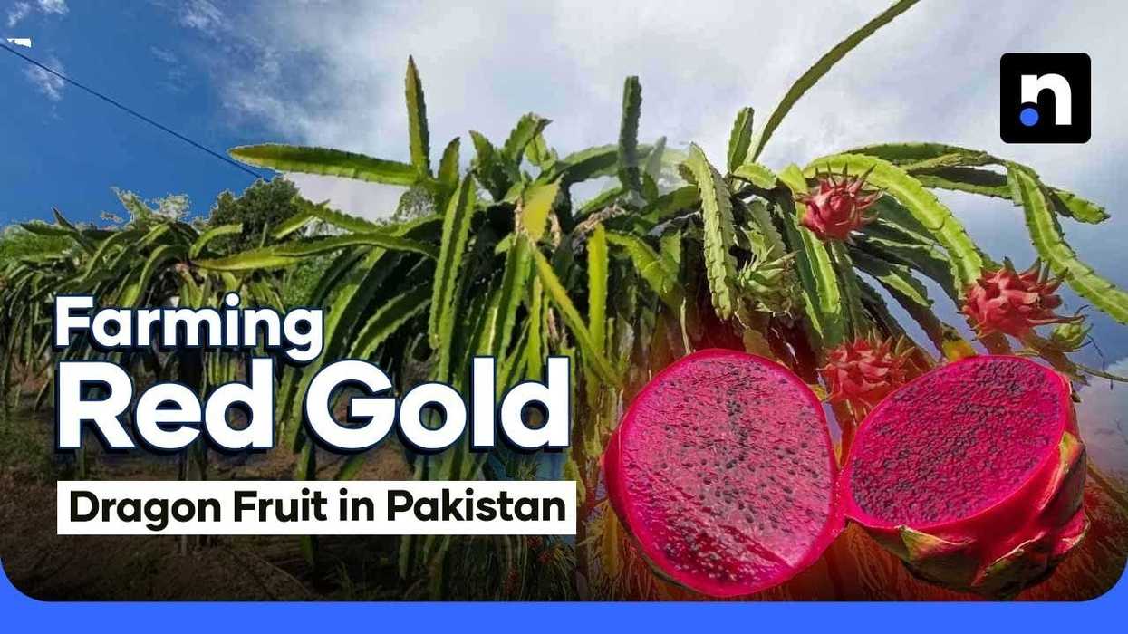 Is dragon fruit farming successful in Pakistan?