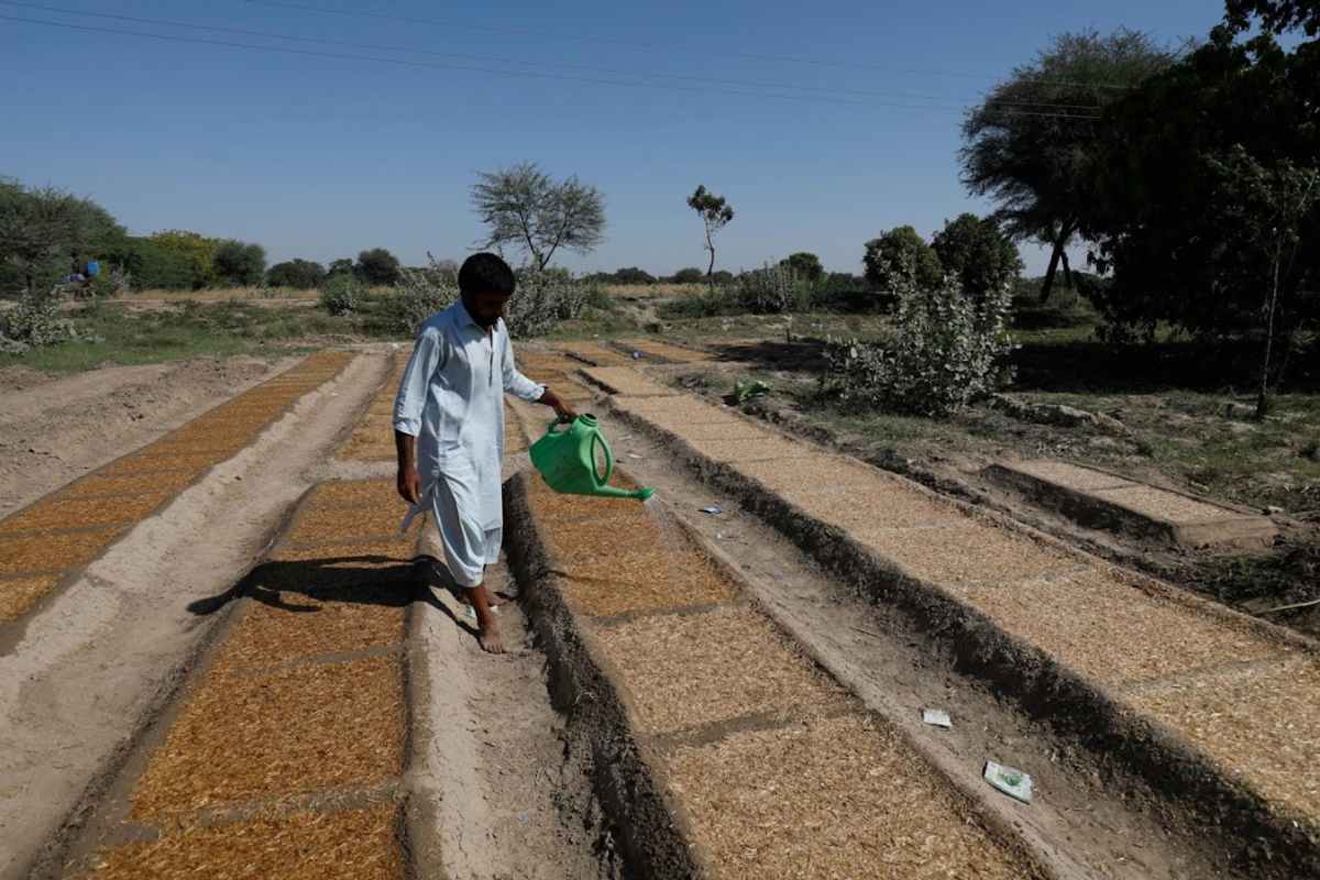 Erratic rainfall and drought conditions slow Pakistan’s agriculture growth to 1.5%