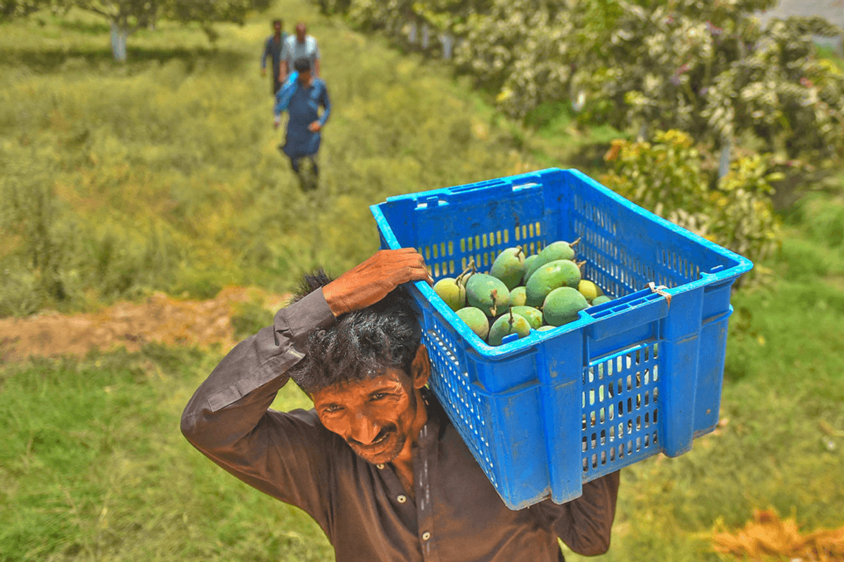 Pakistan agri loans reach PKR 1.4 trillion in first half of FY26