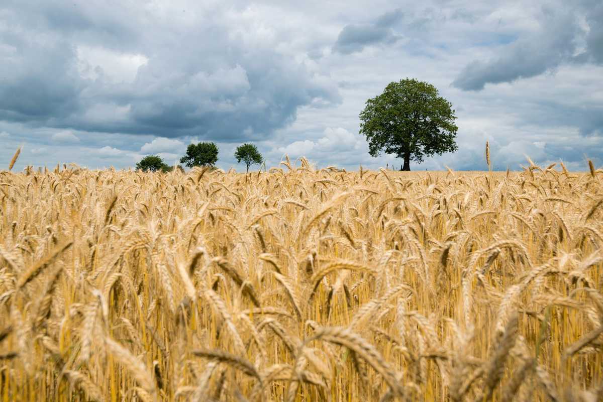 Pakistan's agriculture sector sees PKR 1.266 trillion in credit disbursements