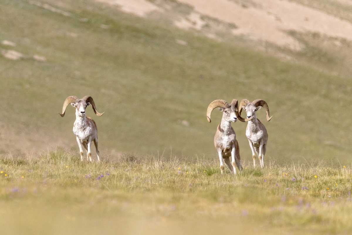 Breeder who tried to create enormous trophy sheep jailed in US