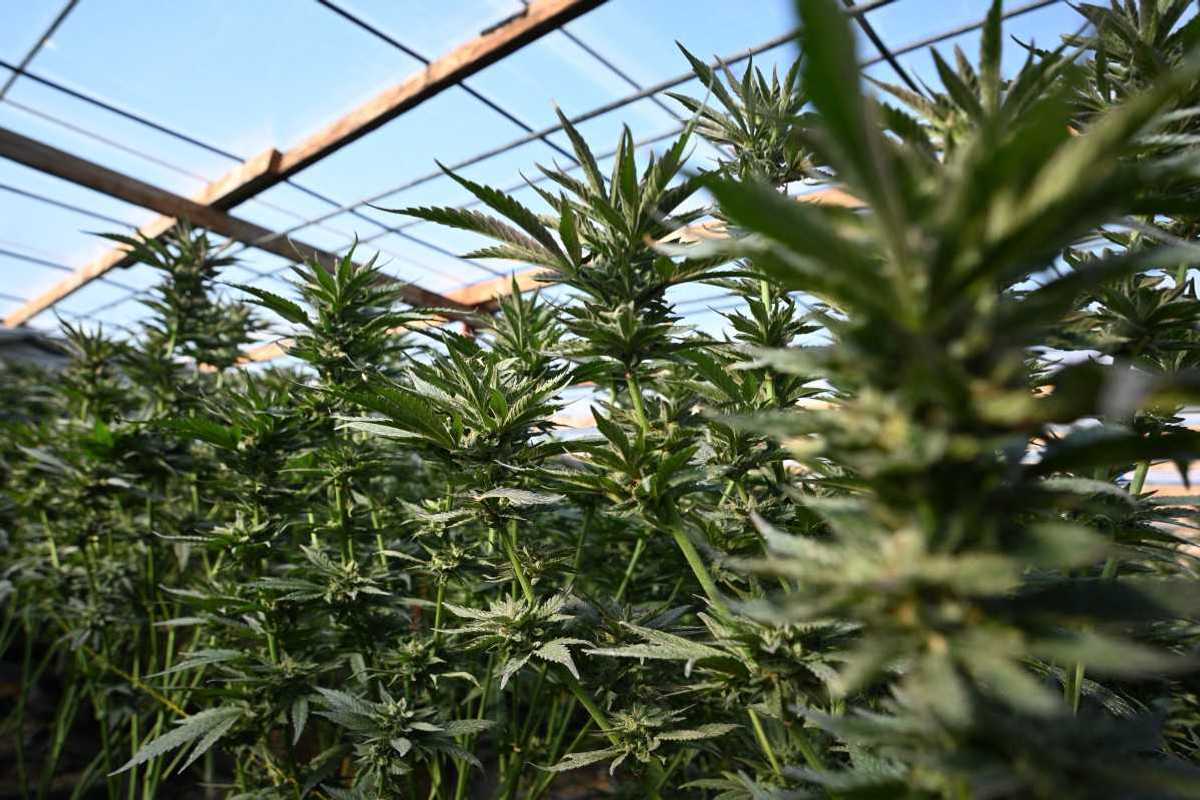 US eases access to marijuana for medical use