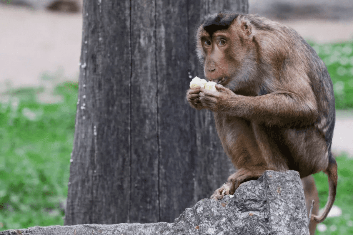 New mystery death of Hong Kong monkey takes zoo toll to 9