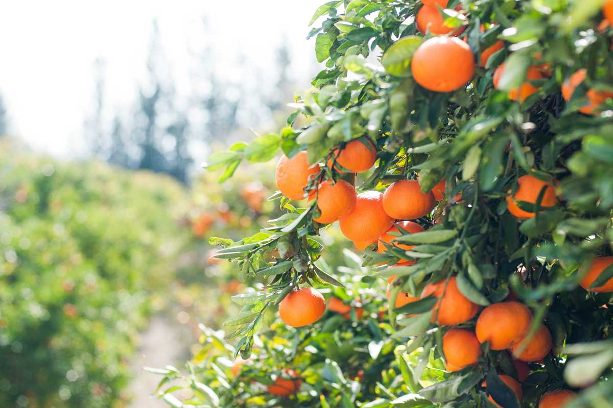 CCL Holdings offers to acquire 50% stake in Mitchells Fruit Farms