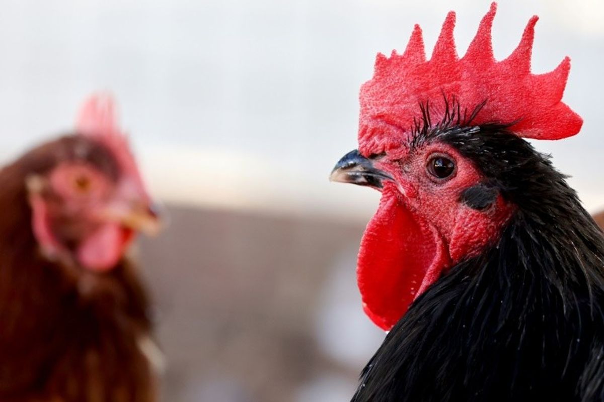 'Knocking on our door': Experts warn of bird flu's pandemic threat