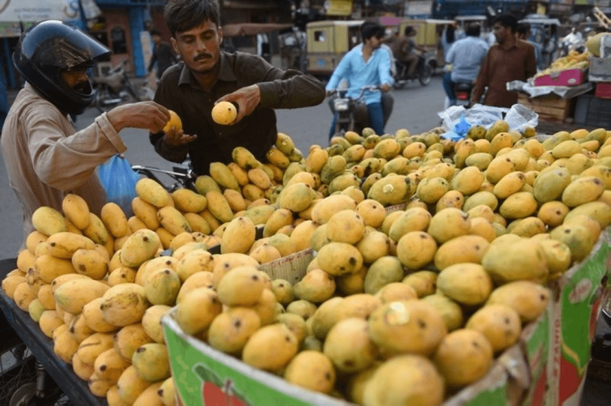 Pakistan's mango exports shrink as Middle East war impacts linger