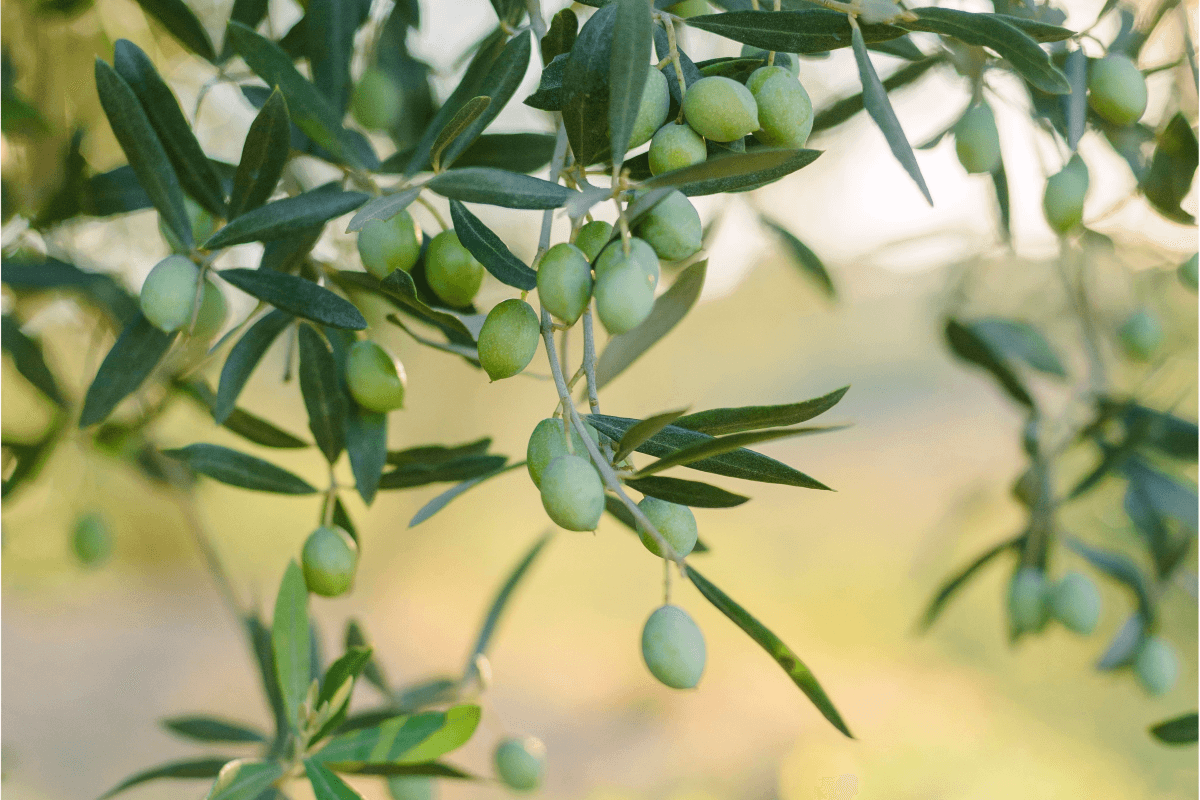 Pakistan plans 15,000-acre olive cultivation expansion over three years