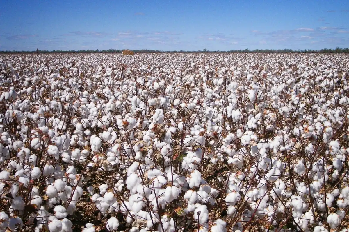 Pakistan to import 7.2 million cotton bales in FY27 as local output falls