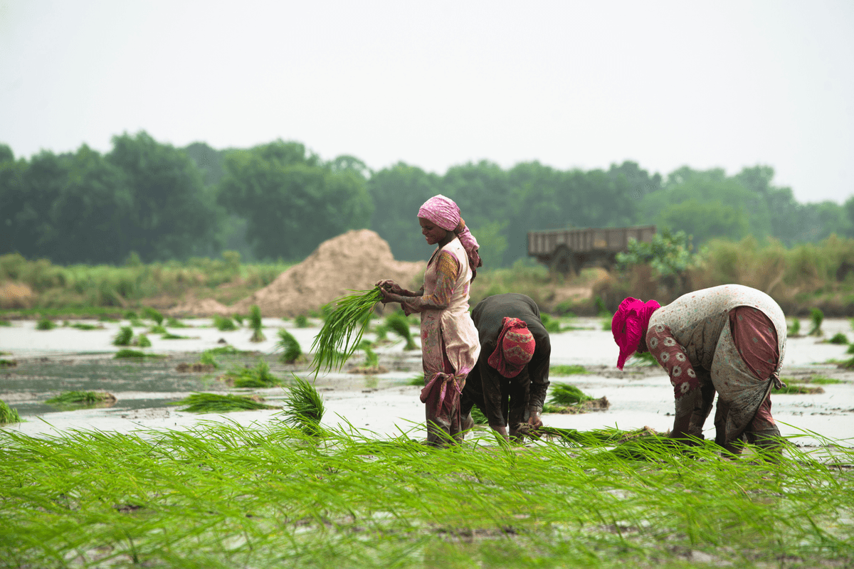 Pakistani exporters push for lower basmati floor price following India's policy change