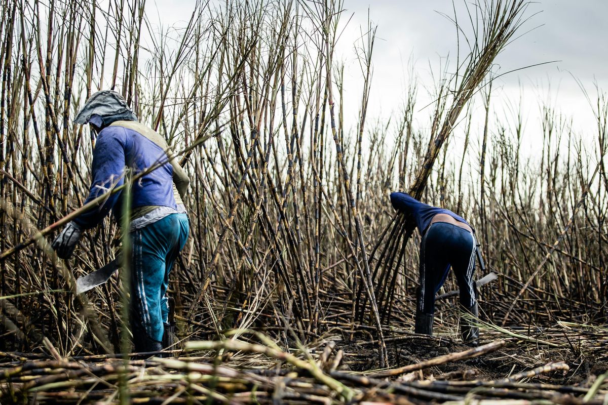 Millers begin quoting sugarcane prices amid government's market-driven approach