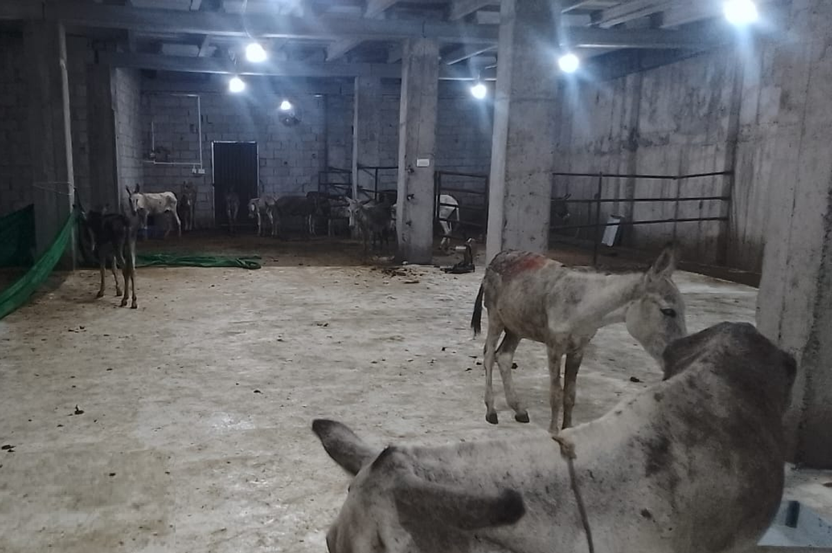 Illegal donkey slaughterhouse uncovered on outskirts of Pakistan’s capital