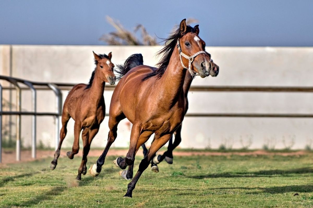 UAE President Cup for Purebred Arabian Horses raises prize to AED8 million