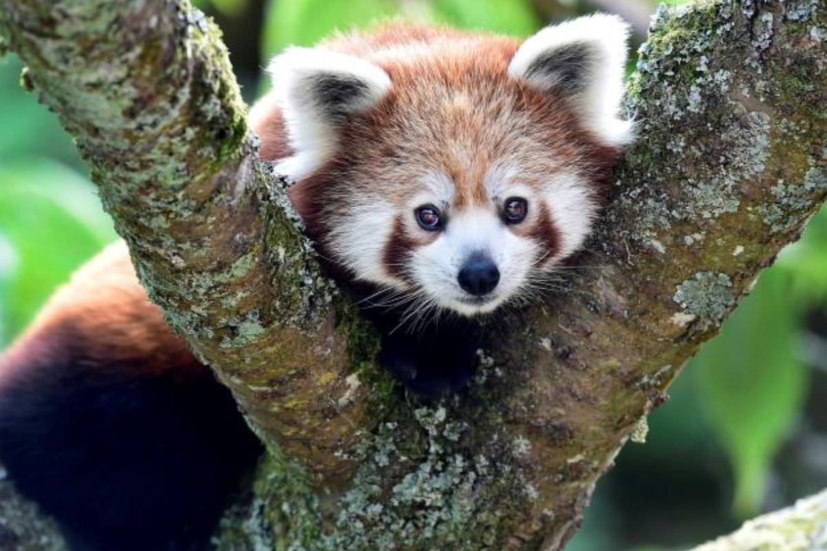 Nepal community efforts revive Red Panda population