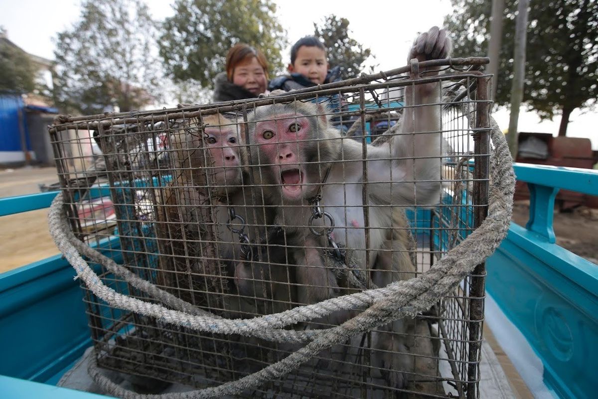 US town on alert after 43 monkeys escape research facility