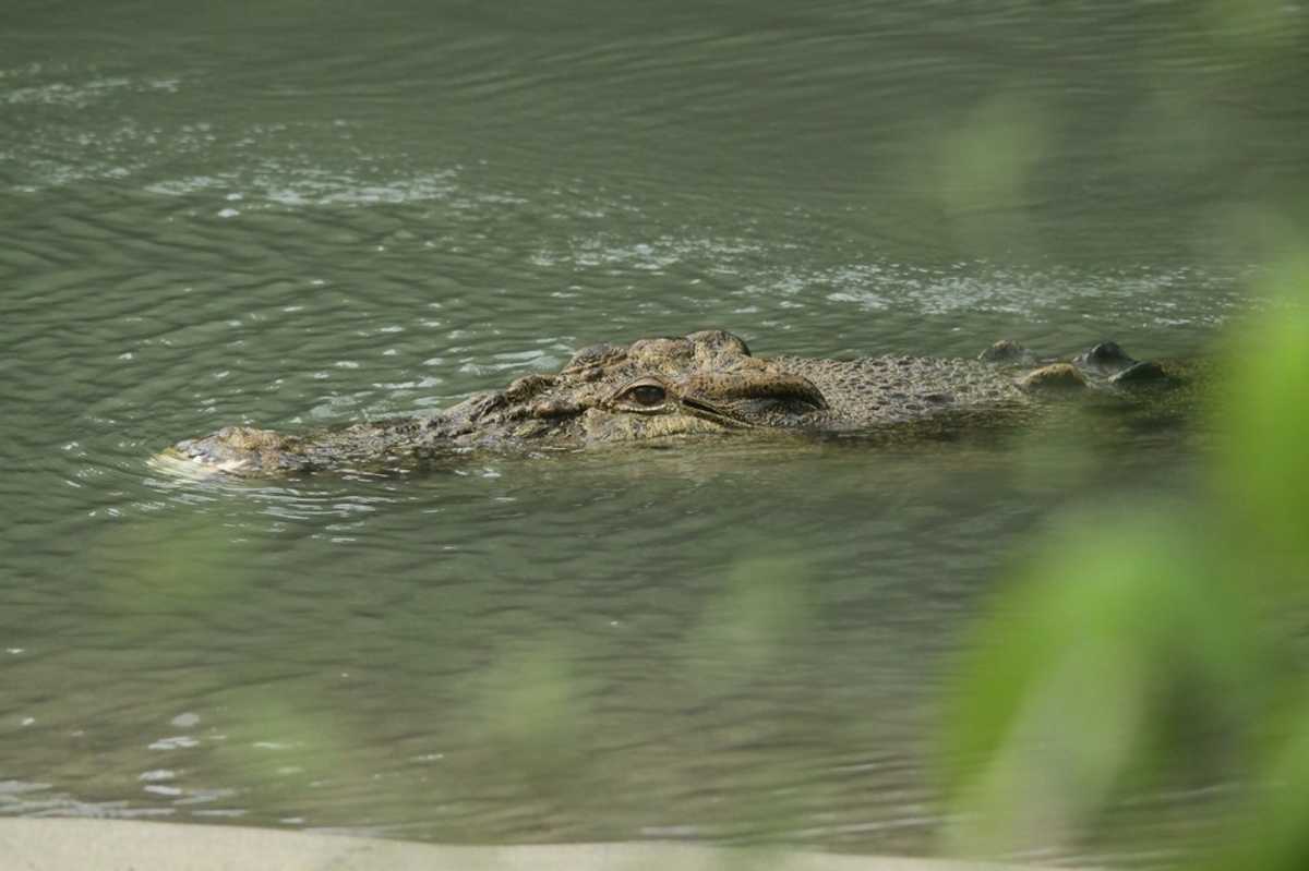 Crocodile mauls Indonesia plantation worker to death