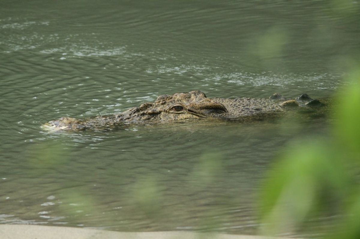 Crocodile mauls Indonesia plantation worker to death