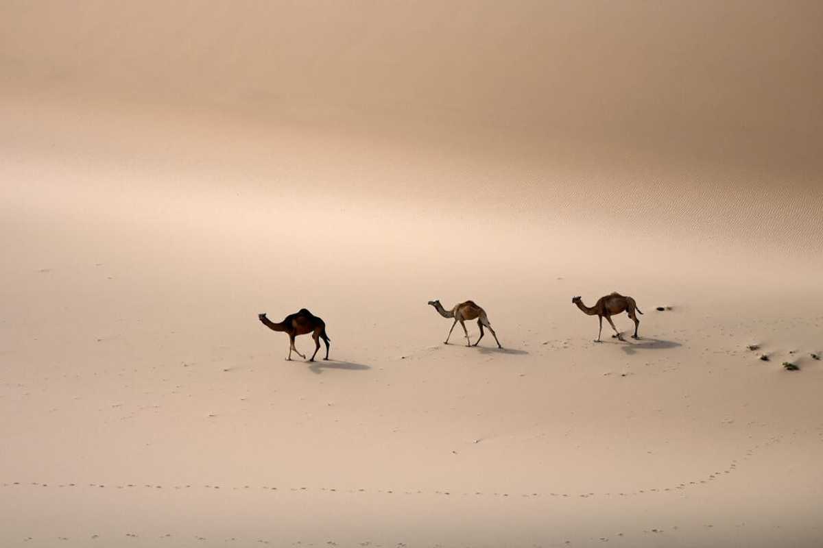 Saudi Arabia bets on tech to make deserts bloom