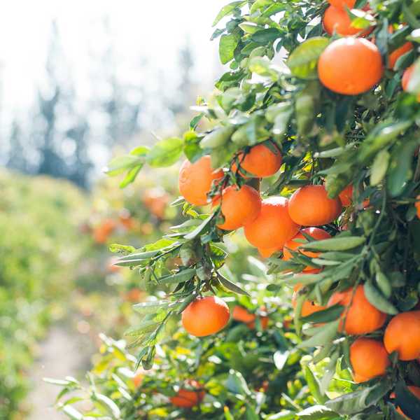 SE Fruits IPO book-building begins at PKR 40 per share