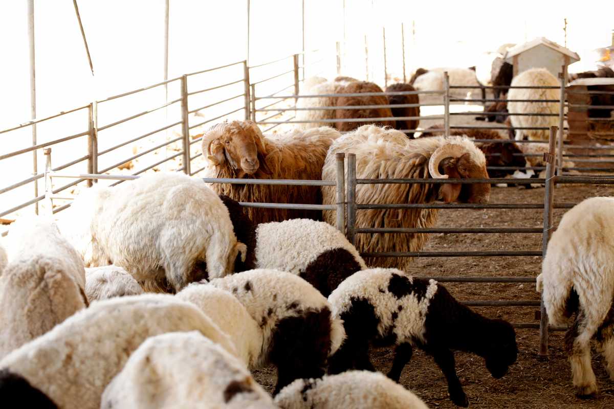 Pakistan lifts ban on commercial export of live animals