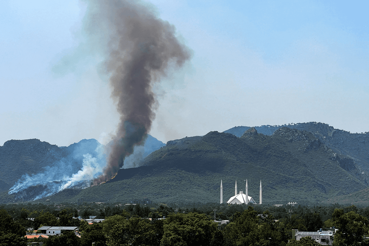 Invasive plant behind rising forest fires threatens Pakistan’s Margalla Hills