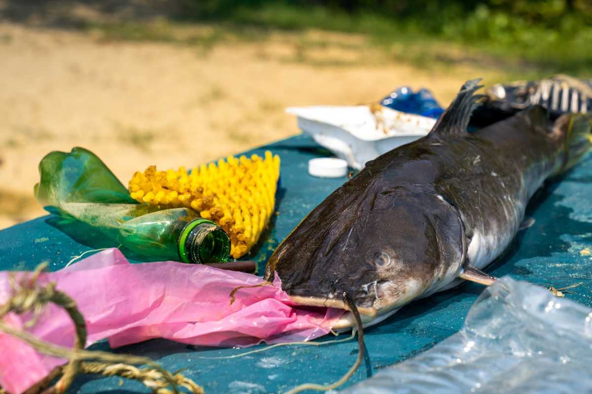 Tackling climate, nature separately risks worsening crises: UN