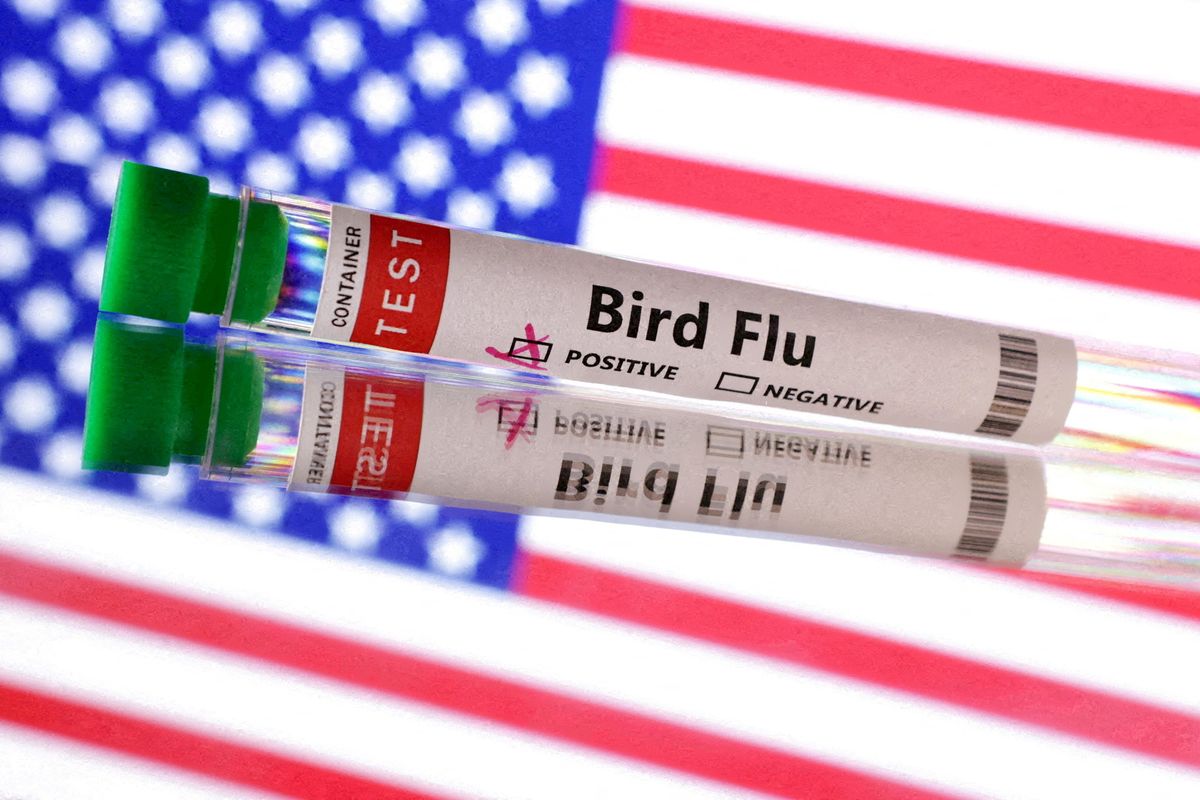 US suffers first severe human case of bird flu; California declares emergency